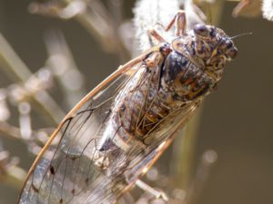 Cicada mordoganensis