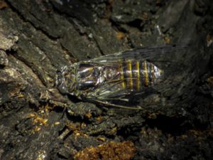 Cicada orni