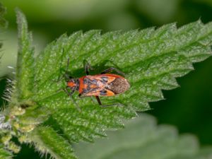 Corizus hyoscyami