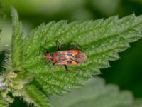 Corizus hyoscyami Botaniska trädgården, Lund, Skåne, Sweden 20180821_0020