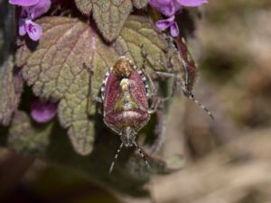 Dolycoris baccarum - Sloe Bug - Hårig bärfis