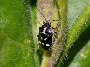 Eurydema oleracea - Rape Bug - Rapssugare