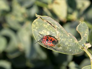 Eurydema ornata - Kålsugare