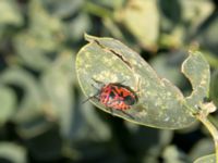 Eurydema ornata Karadag, Koktebel, Crimea, Russia 20150920_0225