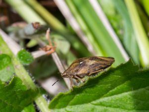 Eurygaster testudinaria - Starrbärfis