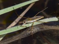 Gerris lacustris Lilla kalkbrottet, Klagshamns udde, Malmö, Skåne, Sweden 20130620-25