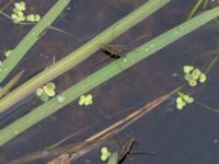 Gerris lacustris Skanörs ljung, Falsterbohalvön, Vellinge, Skåne, Sweden 20160820_0006