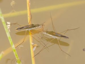 Gerris thoracicus - Kustskräddare