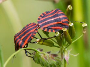 Graphosoma lineatum - Striped Shield Bug - Strimlus