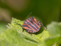 Graphosoma italicum Sege å, A-området, Almåsa, Malmö, Skåne, Sweden 20240512_0050