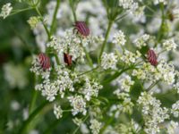 Graphosoma lineatum Beten, Hörlösa, Borgholm, Öland, Sweden 20190525_0106