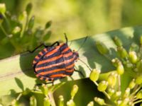 Graphosoma lineatum Everöds gamla banvall, Kristianstad, Skåne, Sweden 20130713-279