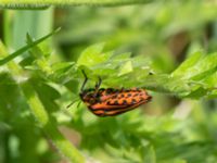 Graphosoma lineatum Fjärilsvägen, Grinduga, Gävle, Gästrikland, Sweden 20150705_0429