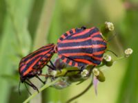 Graphosoma lineatum Flisberget, Ronneby, Blekinge, Sweden 20140608_0116