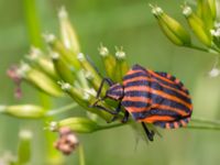 Graphosoma lineatum Flisberget, Ronneby, Blekinge, Sweden 20140608_0121