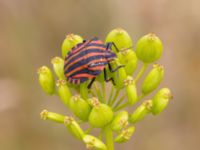 Graphosoma lineatum Ruderatyta N infarten Limhamns kalkbrott, Malmö, Skåne, Sweden 20210727_0250