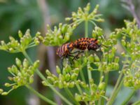 Graphosoma lineatum Svanetorpsvägen, Åkarp, Lomma, Skåne, Sweden 20160625_0067