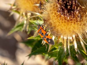 Lygaeus equestris - Black-and-Red Bug - Riddarskinnbagge