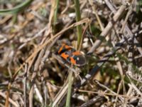 Lygaeus equestris Stormaren, Mörbylånga, Öland, Sweden 20170526_0092