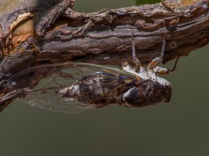 Lyristes plebejus