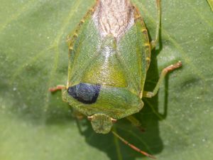 Palomena prasina - Green Shield Bug - Grön bärfis