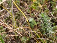 Palomena prasina Lilla Frö, Mörbylånga, Öland, Sweden 20170526_0148