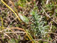 Palomena prasina Lilla Frö, Mörbylånga, Öland, Sweden 20170526_0152