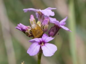 Peribalus strictus - Vårbärfis