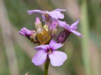 Peribalus strictus vernalis Jorddeponi Sliparebacken, Lund, Skåne, Sweden 20170710_0060