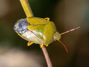 Piezodorus lituratus - Gorse Shield Bug - Harrisbärfis