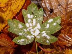 Pulvinaria hydrangea - Cottony Hydrangea Scale