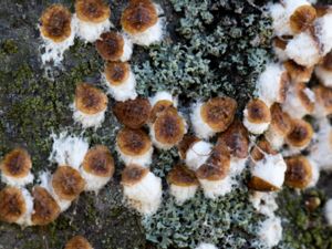 Pulvinaria regalis - Horse Chestnut Scale