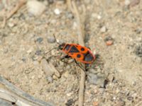 Pyrrhocoris apterus Sagaredzjo, Imeretien, Georgia 20180428_0741