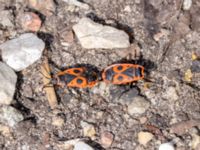 Pyrrhocoris apterus St Pauli mellersta kyrkogård, Malmö, Skåne, Sweden 20230716_0320