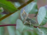 Rhaphigaster nebulosa Sevastopol-Yalta, Crimea, Russia 20150915_0375