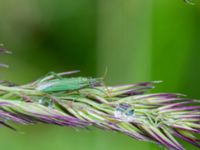 Stenodema calcarata Tjustorps industriby, Svedala, Skåne, Sweden 20170701_0035