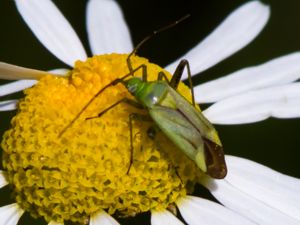 Adelphocoris quadripunctatus