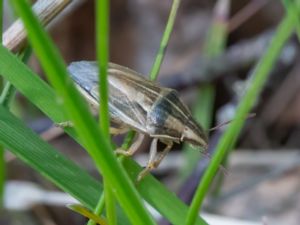 Aelia acuminata - Mindre spetsnäsa