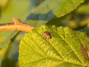 Deraeocoris flavilinea