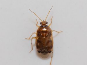 Deraeocoris lutescens