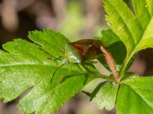 Elasmostethus interstinctus - Birch Bug - Större björkbärfis