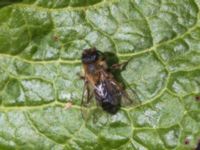 Andrena apicata female Djungelparken, Bunkeflostrand, Malmö, Skåne, Sweden 20230430_0167