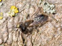 Andrena apicata male Reningsverket, Klagshamns udde, Malmö, Skåne, Sweden 20190329_0011