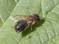 Andrena carantonica A-skogen, Almåsa, Malmö, Skåne, Sweden 20240512_0042