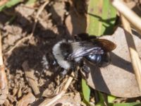 Andrena cineraria Toarpsdammen, Toarp, Malmö, Skåne, Sweden 20230509_0023