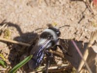 Andrena cineraria Toarpsdammen, Toarp, Malmö, Skåne, Sweden 20230509_0033