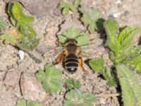 Andrena flavipes Gamla skjutbanan, Husie mosse, Malmö, Skåne, Sweden 20240415_0095