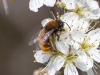 Andrena fulva Terekudden, Bunkeflo strandängar, Malmö, Skåne, Sweden 20230430_0002