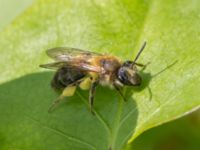 Andrena helvola NV Toarpsdammen, Toarp, Malmö, Skåne, Sweden 20240511_0205