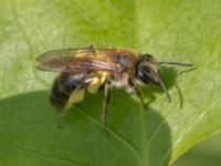 Andrena helvola NV Toarpsdammen, Toarp, Malmö, Skåne, Sweden 20240511_0207